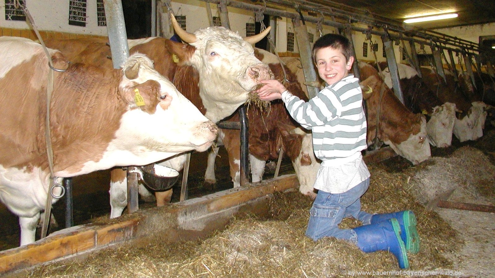 Ferienhaus im Bayerischen Wald Ferienhäuser auf dem Bauernhof Bayern